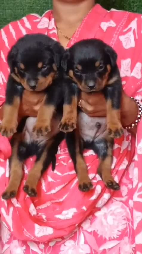 Rottweiler Puppy, farm video