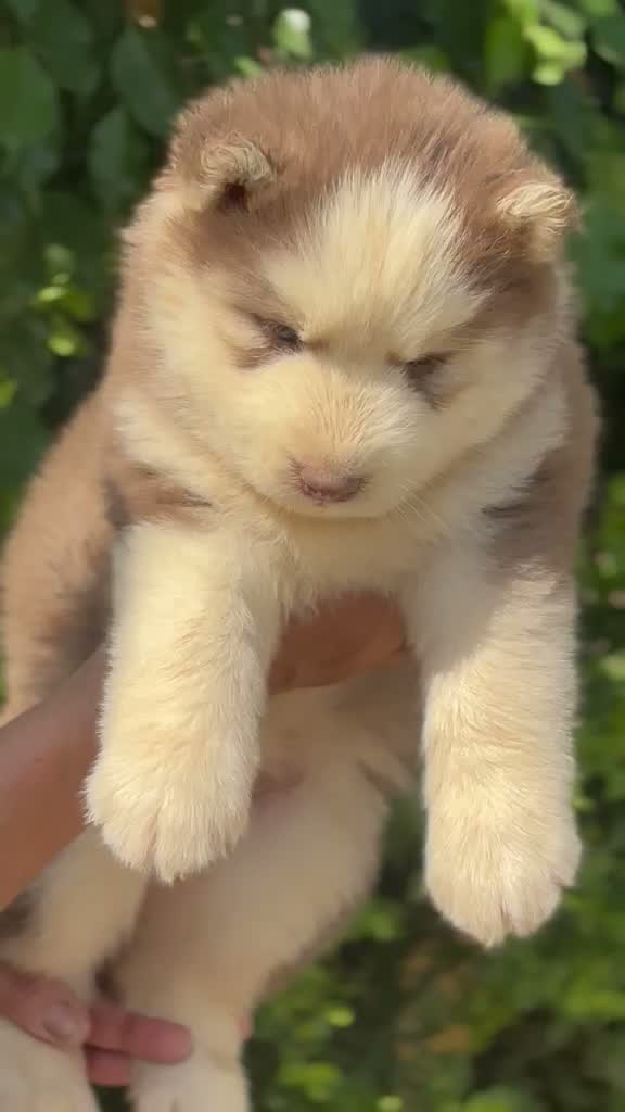 Siberian Husky Puppy | Black & White Color, farm video