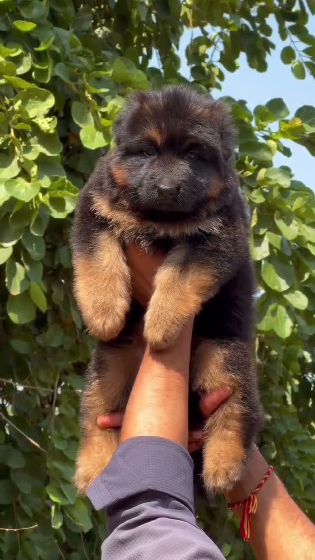 German Shepherd Puppy, farm video