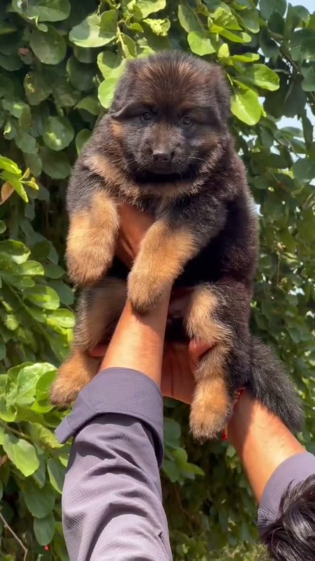 German Shepherd Puppy, farm video
