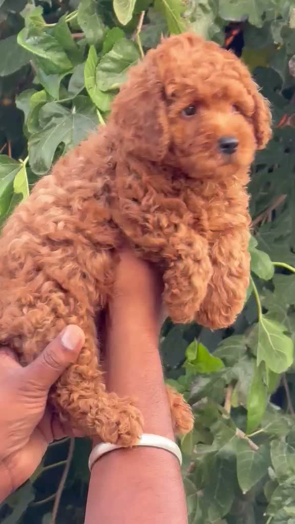 Toy Poodle Puppy, farm video