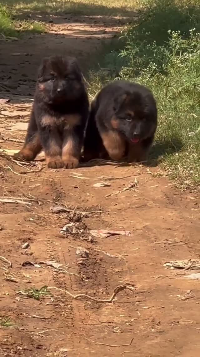 German Shepherd Puppy, farm video