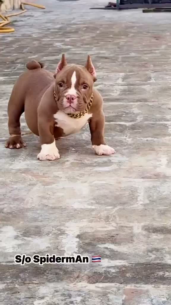 American Bully Pocket Size Puppy, farm video