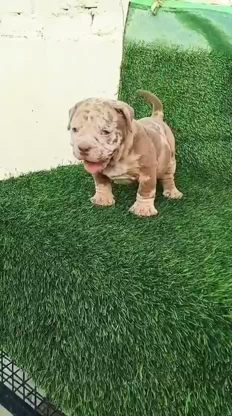 American Bully Pocket Size Puppy, farm video