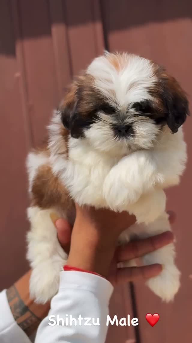 Shih Tzu | Black Color, farm video