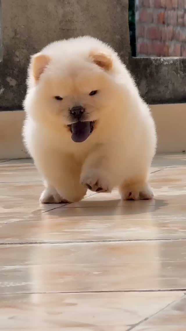 Chow Chow Puppies, farm video