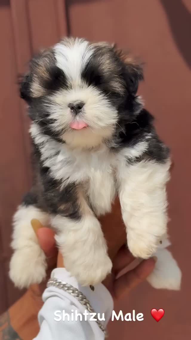 Shih Tzu | Black Color, farm video