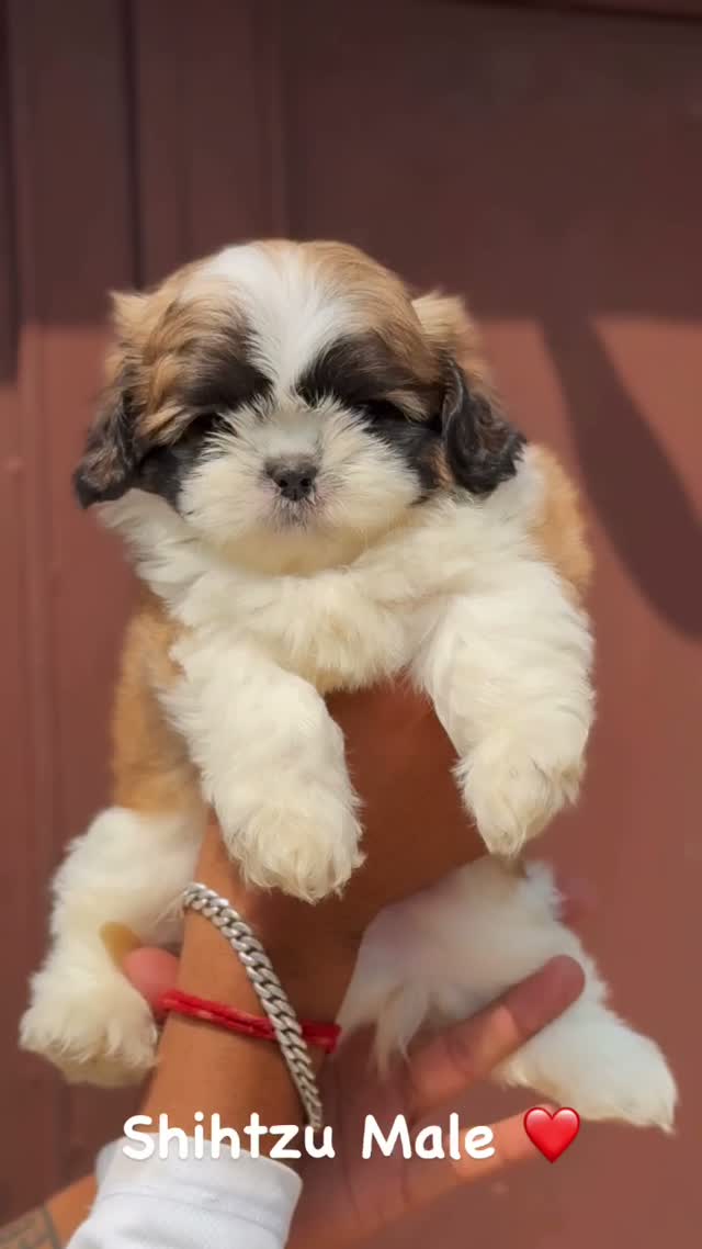 Shih Tzu | Black Color, farm video