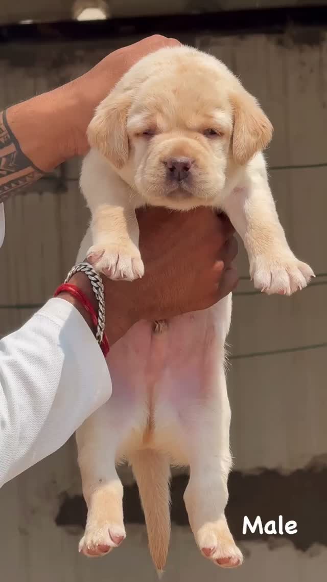 Beagle Black & Tan Puppy, farm video