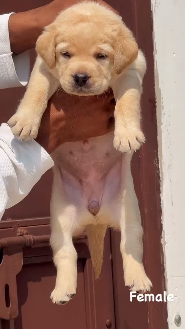 Beagle Black & Tan Puppy, farm video