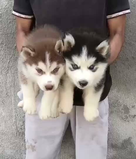 Siberian Husky Puppy | Black & White Color, farm video