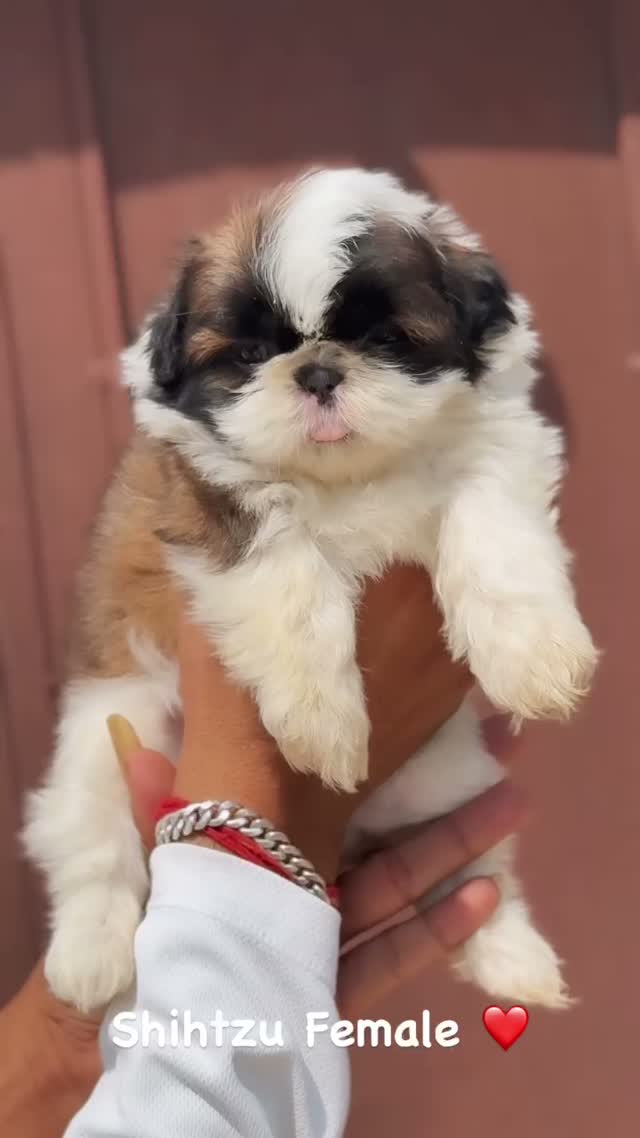 Shih Tzu | Black Color, farm video