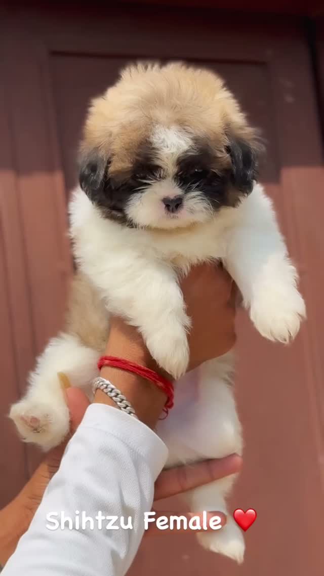 Shih Tzu | Black Color, farm video