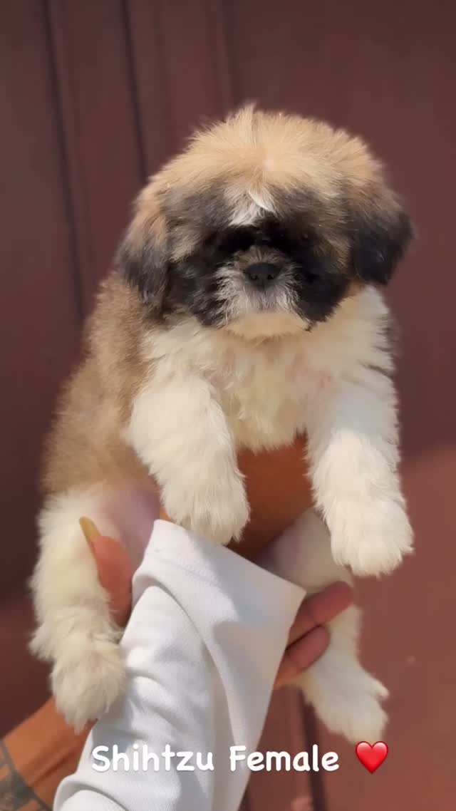 Shih Tzu | Black Color, farm video