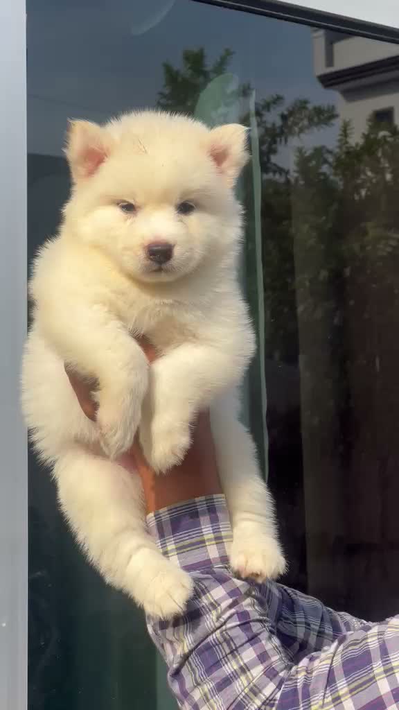 Siberian Husky Puppy | Black & White Color, farm video
