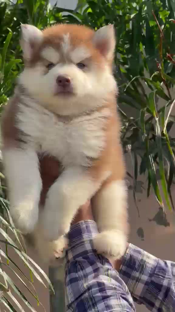 Siberian Husky Puppy | Black & White Color, farm video