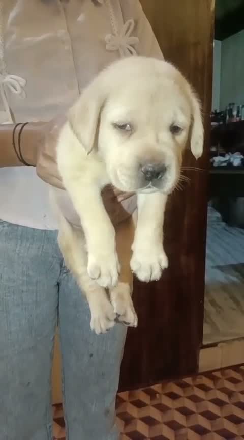 Beagle Black & Tan Puppy, farm video