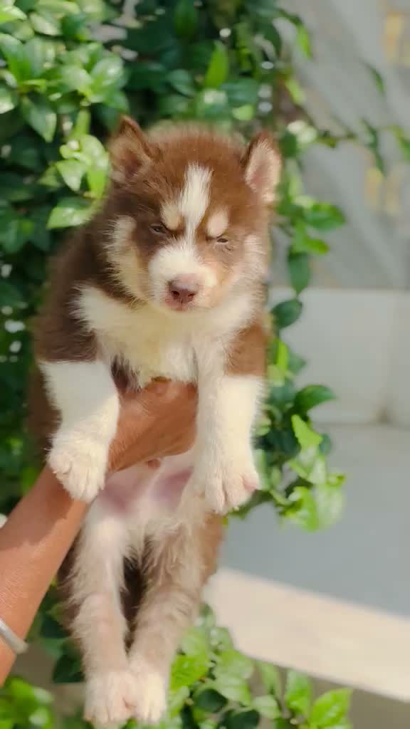 Siberian Husky Puppy | Black & White Color, farm video