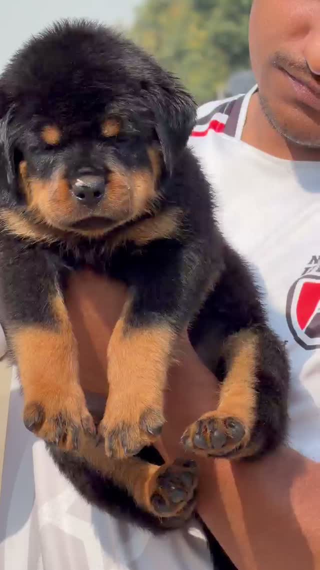 Rottweiler Puppy, farm video