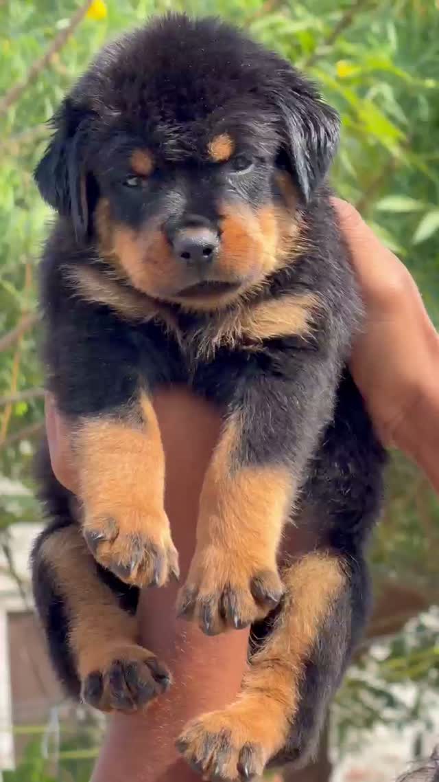 Rottweiler Puppy, farm video