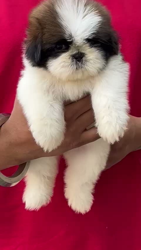 Shih Tzu | Black Color, farm video