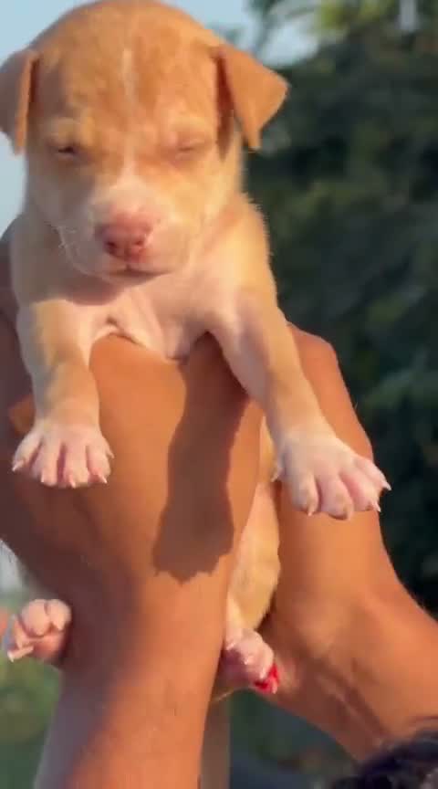 Pitbull Terrier Puppy, farm video