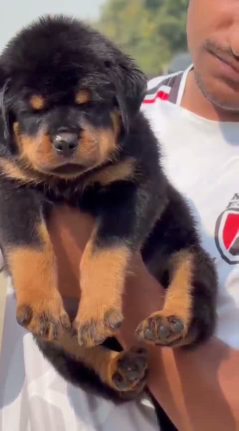 Rottweiler Puppy, farm video