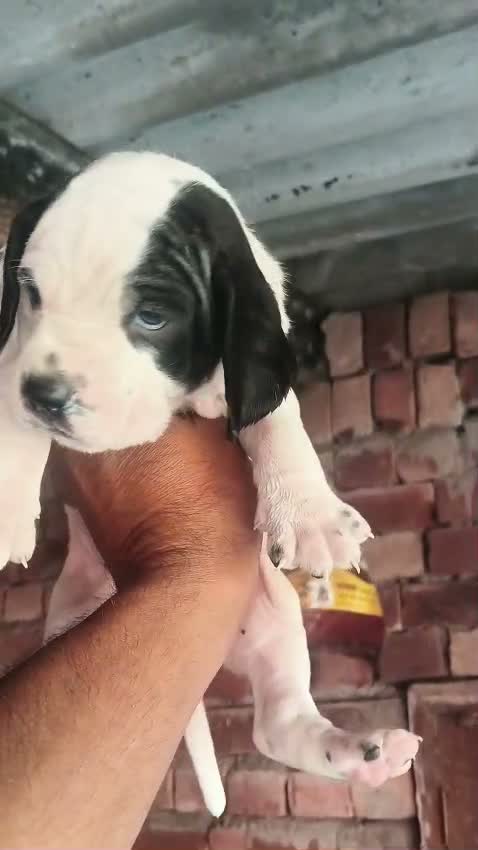 German Shepherd Puppy, farm video