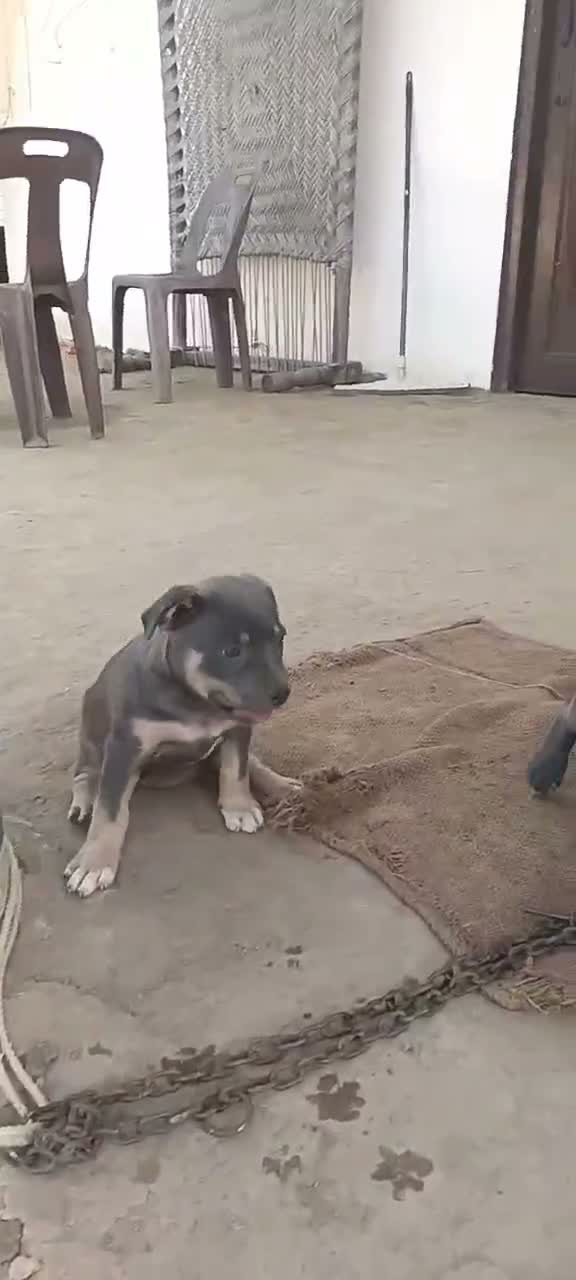 Dachshund Puppy | Brown & Tan, farm video
