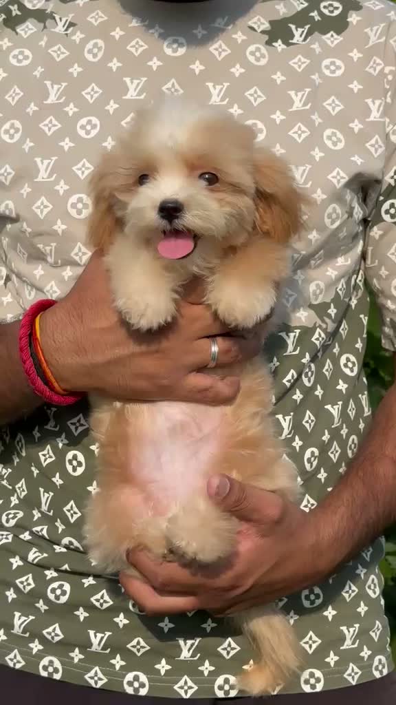 Dachshund Puppy | Brown & Tan, farm video