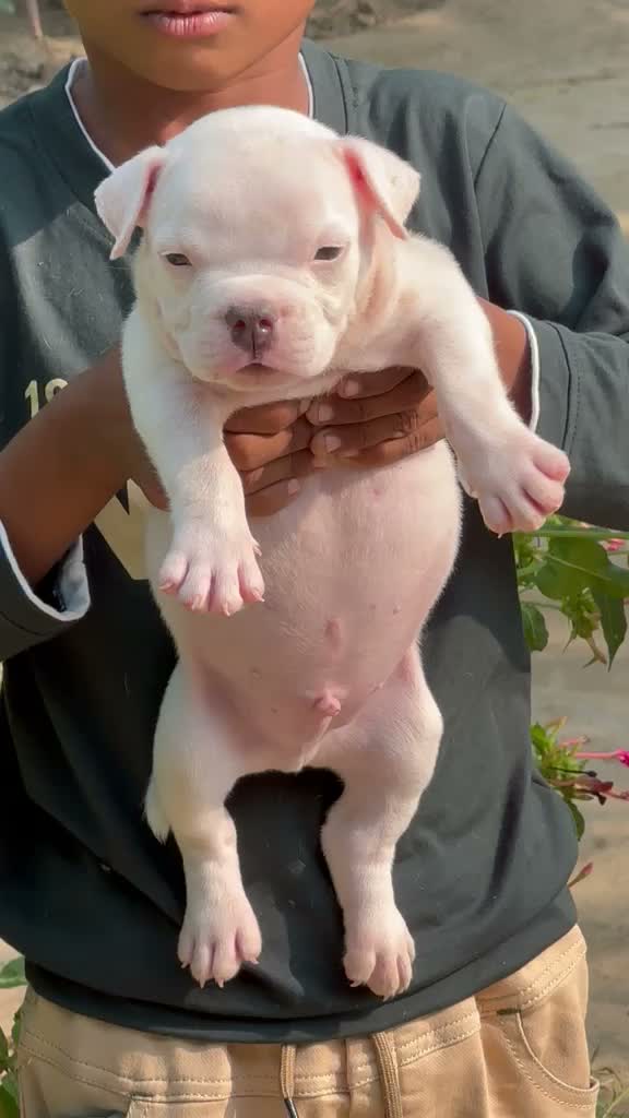 American Bully Pocket Size Puppy, farm video