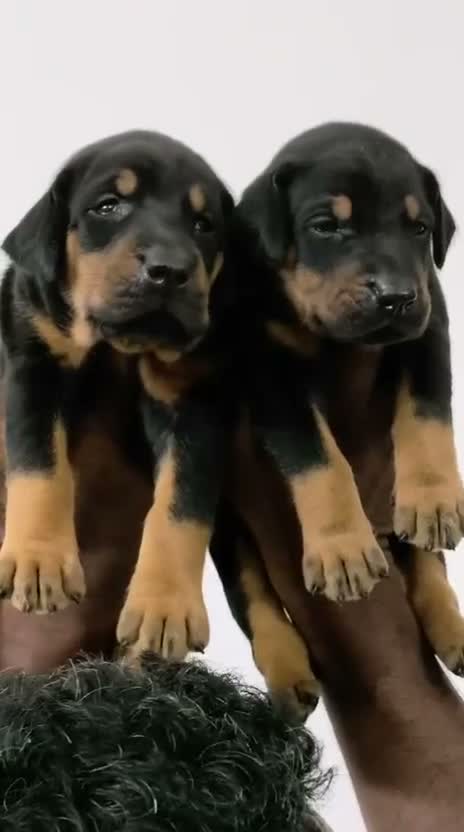 Dachshund Puppy | Brown & Tan, farm video