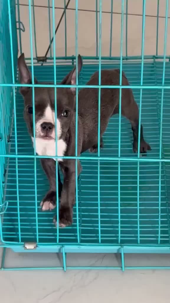 American Bully Pocket Size Puppy, farm video