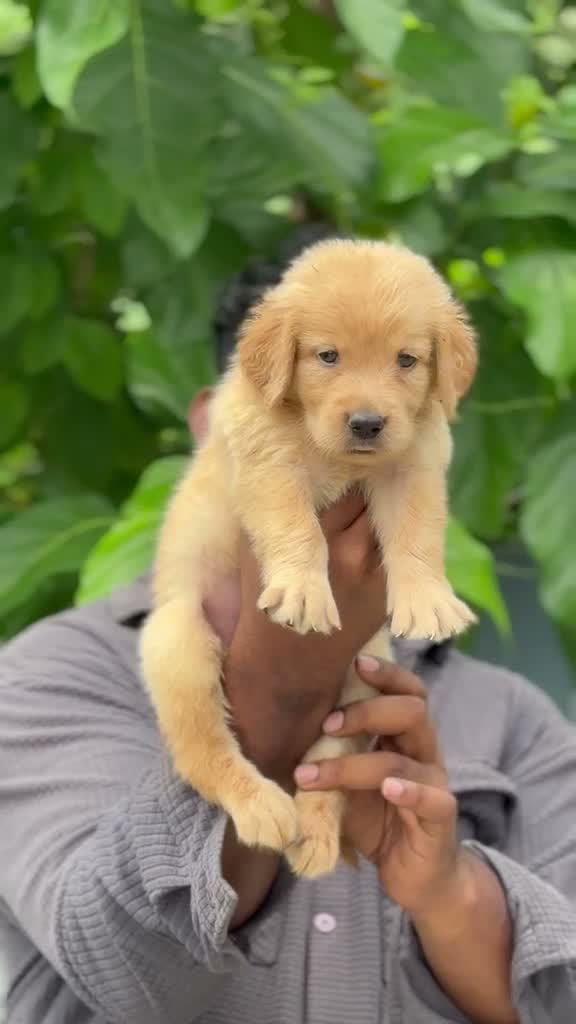 Labrador Retriever Puppy, farm video