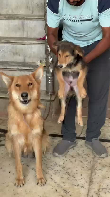 German Shepherd Puppy, farm video