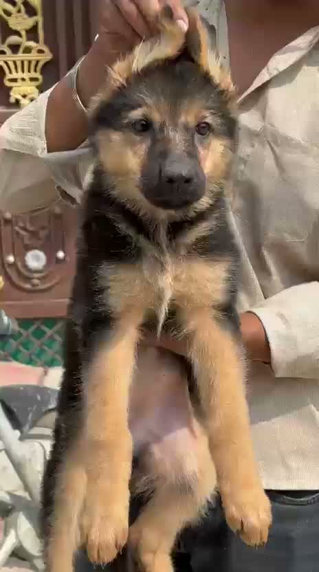 German Shepherd Puppy, farm video