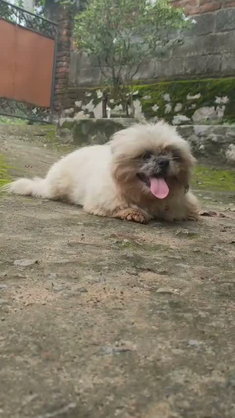 Shih Tzu | Black Color, farm video