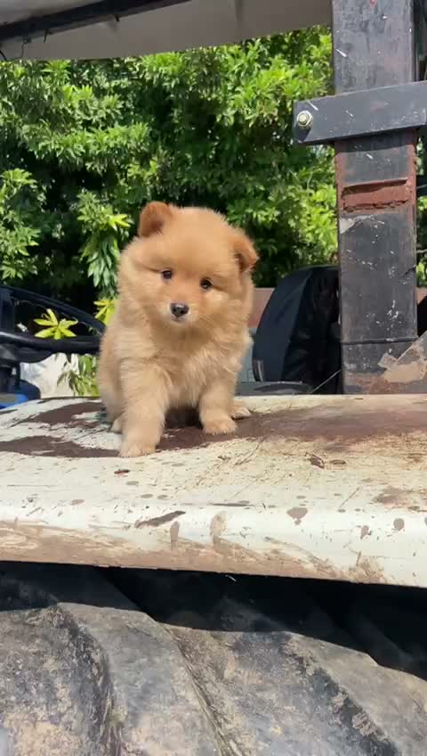 Culture Toy Pom Puppy, farm video