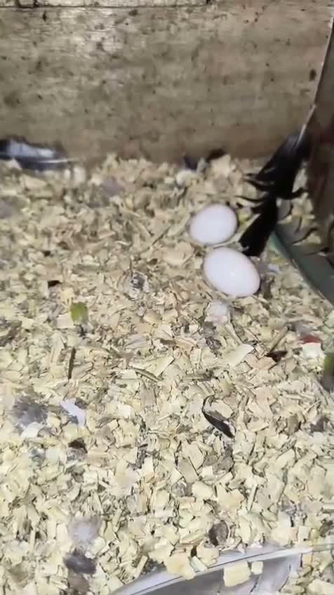 Pineapple Headed Conure, farm video