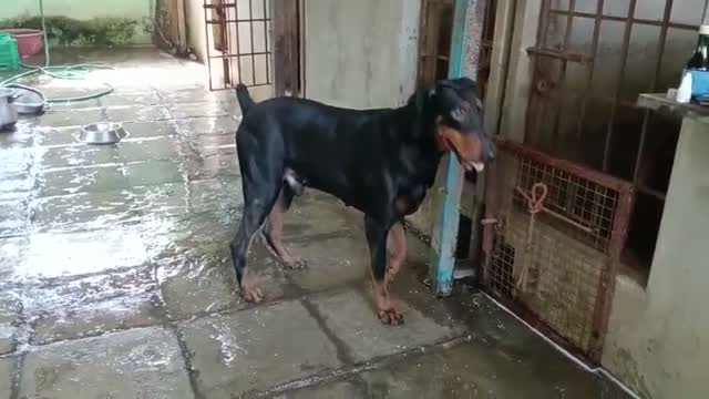 Doberman Pinscher Puppy, farm video