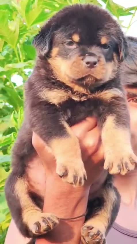 Rottweiler Puppy, farm video