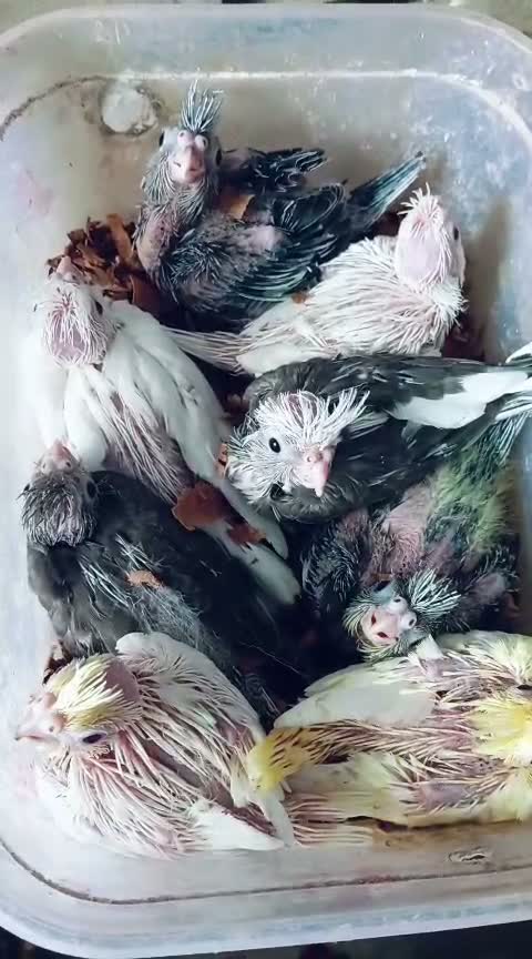 Cockatiel, farm video