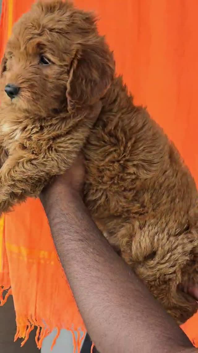 Doodle, farm video