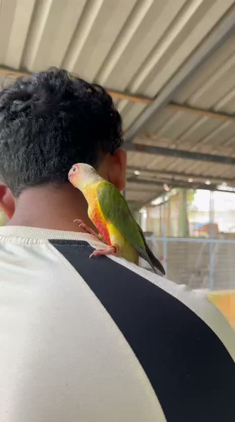 Sun Conure, farm video