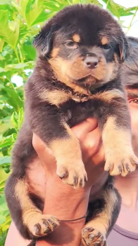 Rottweiler Puppy, farm video