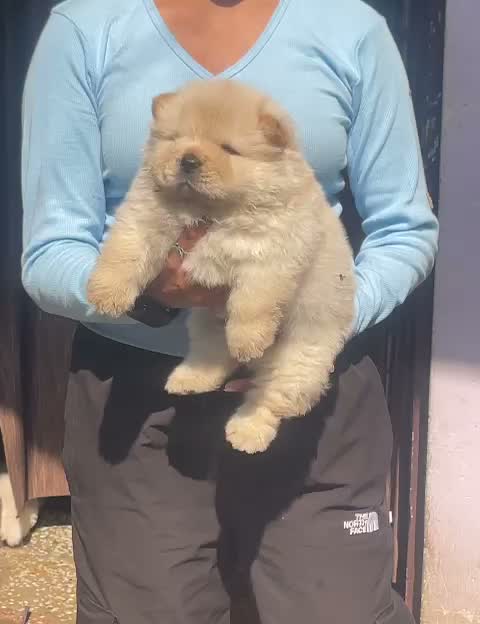 Chow Chow Puppies, farm video