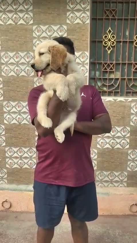 Golden Retriever, farm video