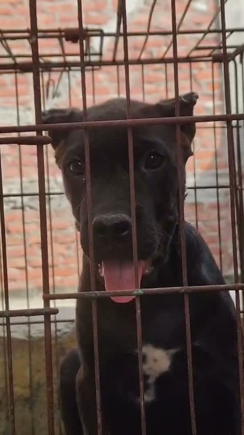 Cane Corso Puppy, farm video