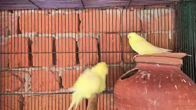 Budgies | Fallow, farm video