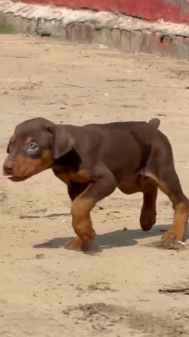 Doberman Pinscher Puppy, farm video